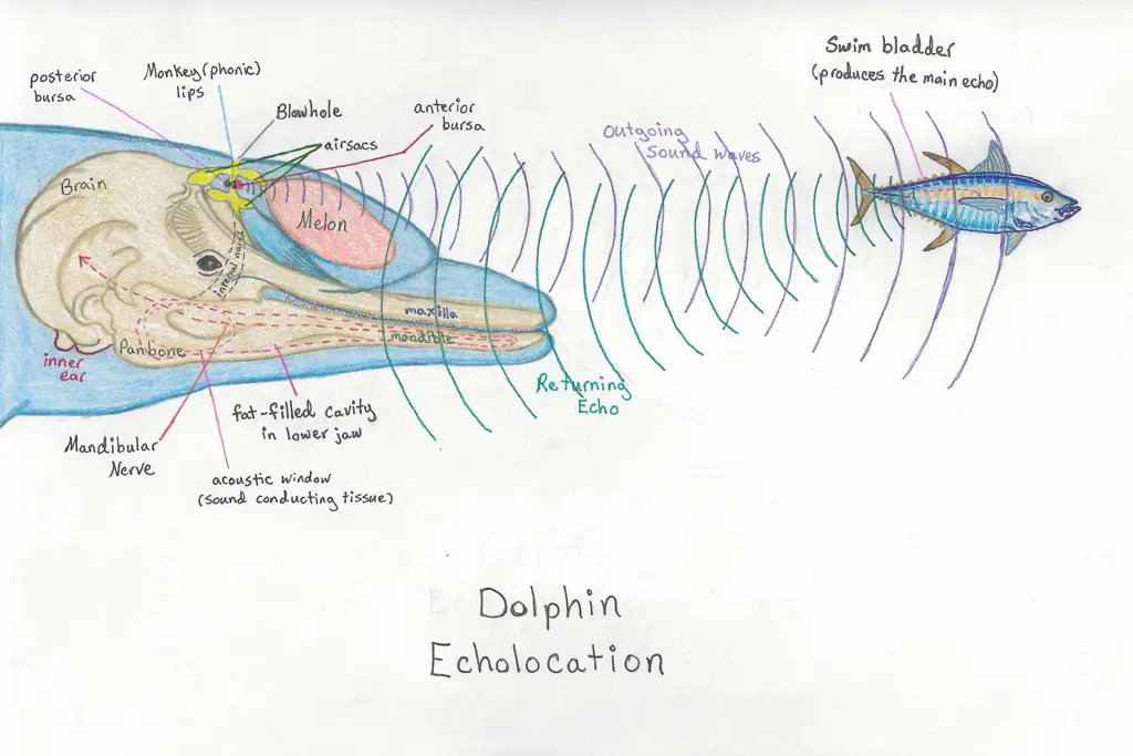 Lumba-lumba menggunakan echolocation untuk navigasi.