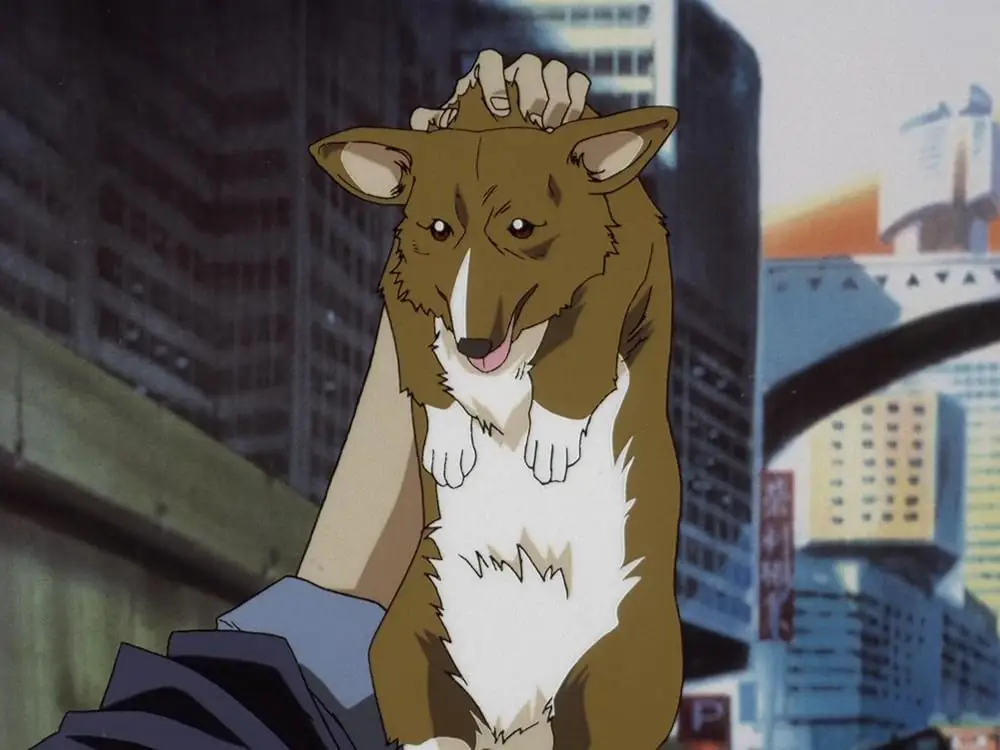 Gambar Ein, anjing data Welsh Corgi di Cowboy Bebop