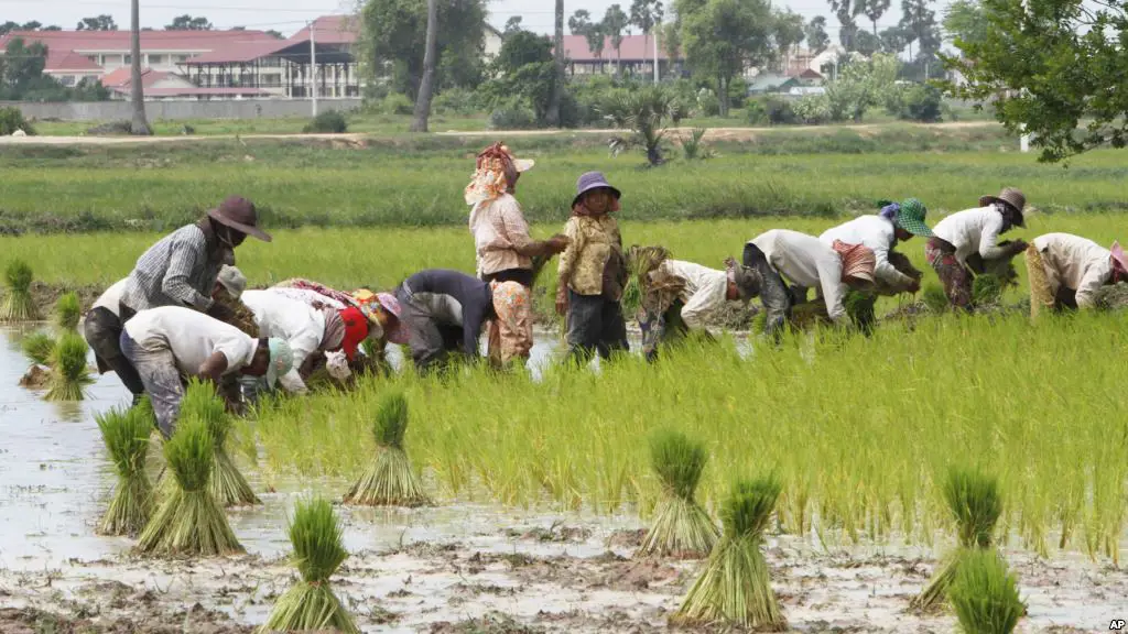 Produk pertanian Kamboja