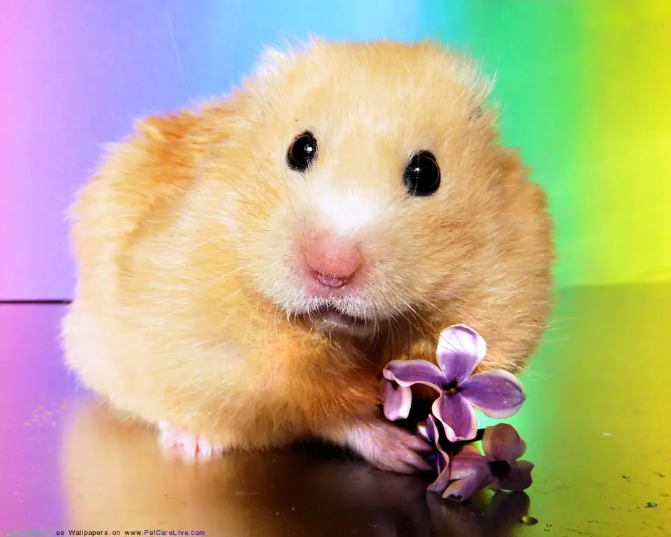 Hamster yang lucu dan menggemaskan