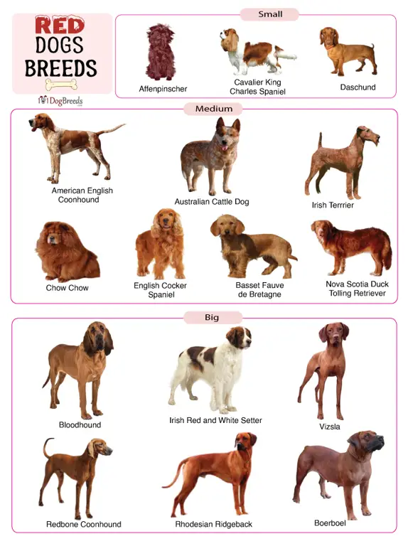 Energi Anjing Ginger Anjing Oren yang Aktif