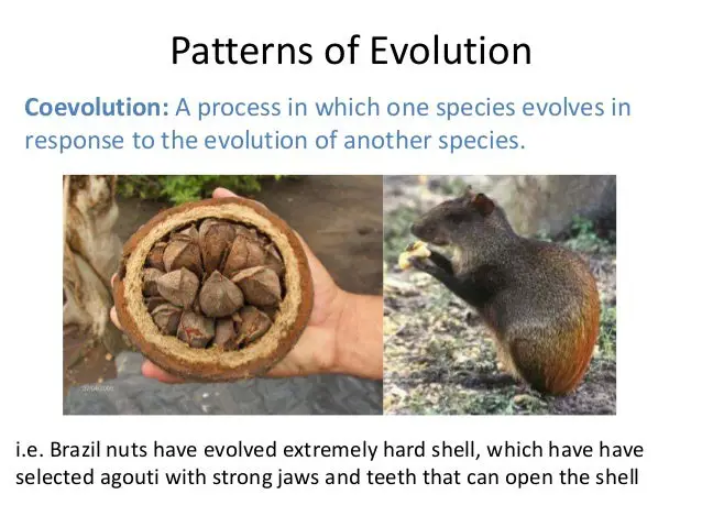 Evolusi pola pada hewan