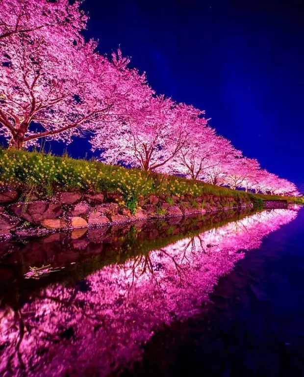 Festival Bunga Sakura Malam di Jepang