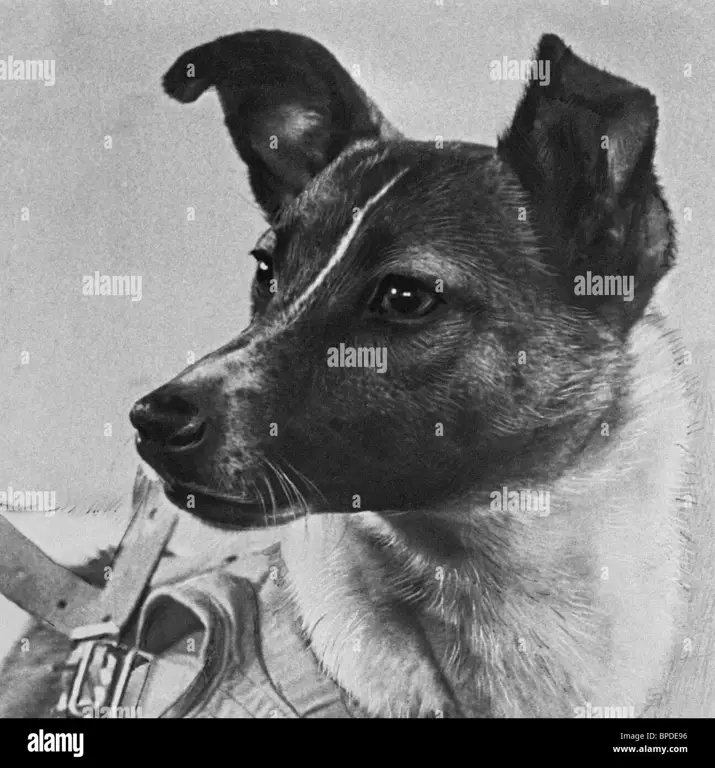 Anjing luar angkasa Soviet, Laika