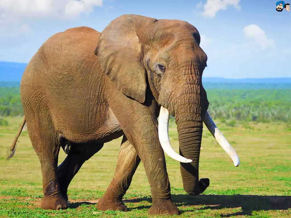 Gajah, hewan besar dan kuat di Afrika dan Asia