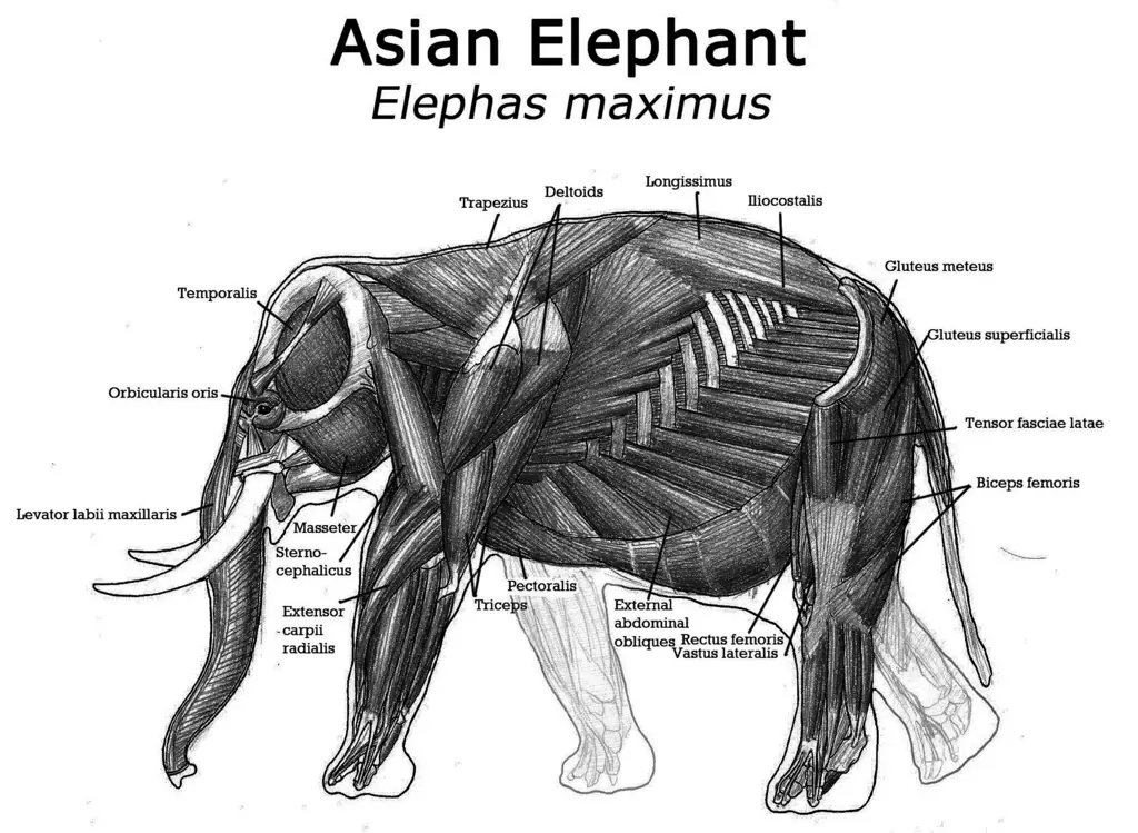 Gambar gajah