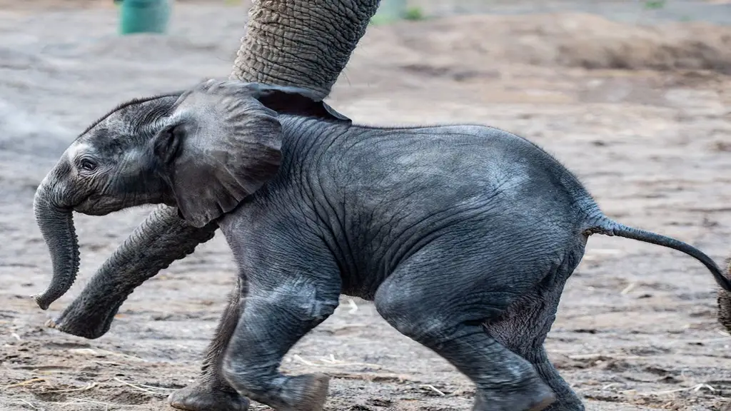 Bayi gajah yang lucu dan menggemaskan