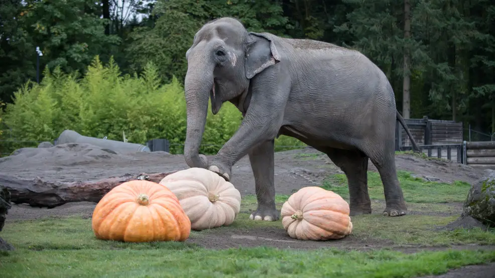 Gajah sedang makan