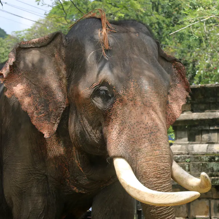 Gajah tua di lingkungannya.