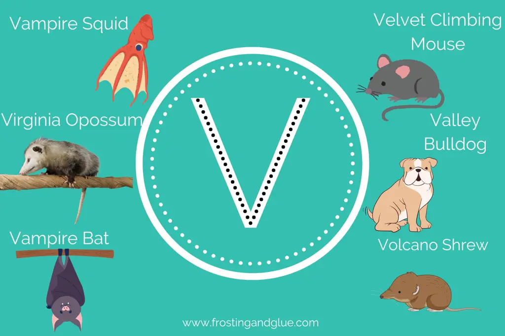Berbagai hewan yang namanya dimulai dengan huruf V