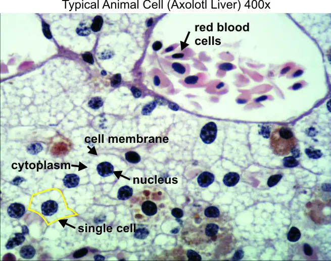 Gambar mikroskopis sel hewan