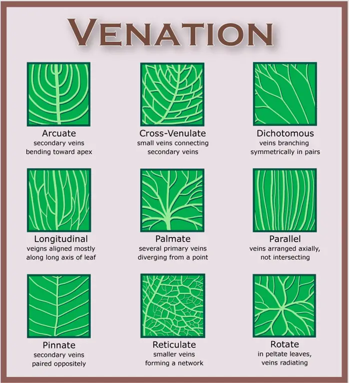 Pertulangan daun kamboja