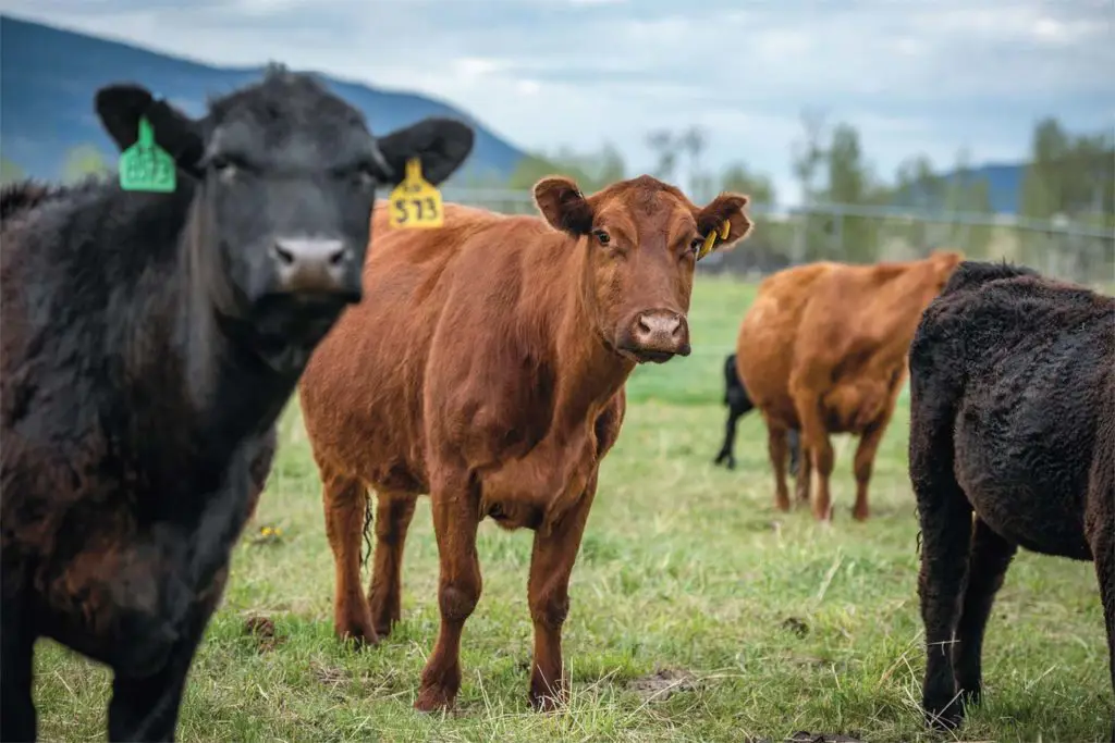 Sapi yang sehat dan produktif