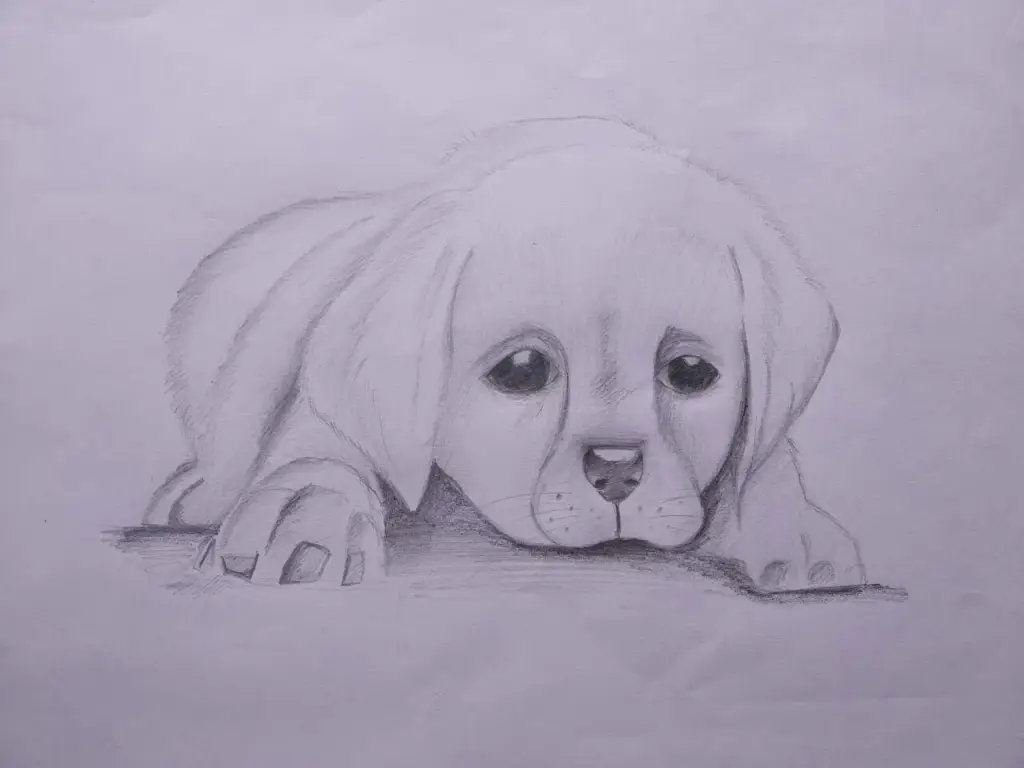 Sketsa anak anjing lucu