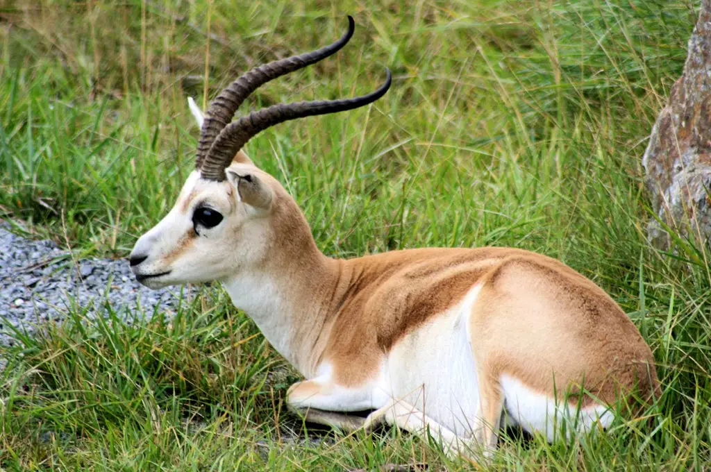 Seekor gazelle yang sedang berlari di padang rumput