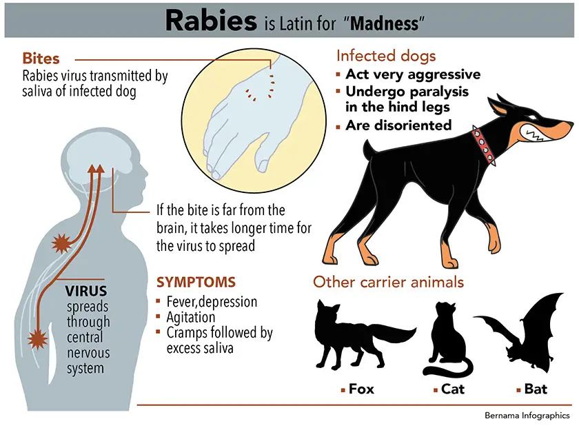 Gambar gejala rabies