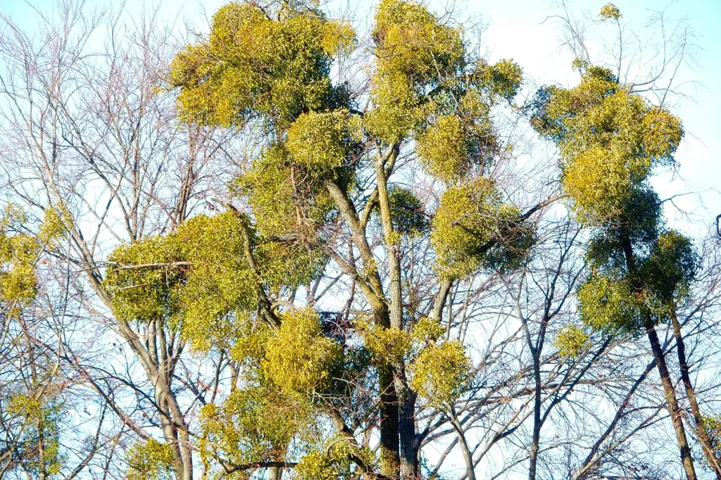 Pohon kamboja yang terinfeksi benalu