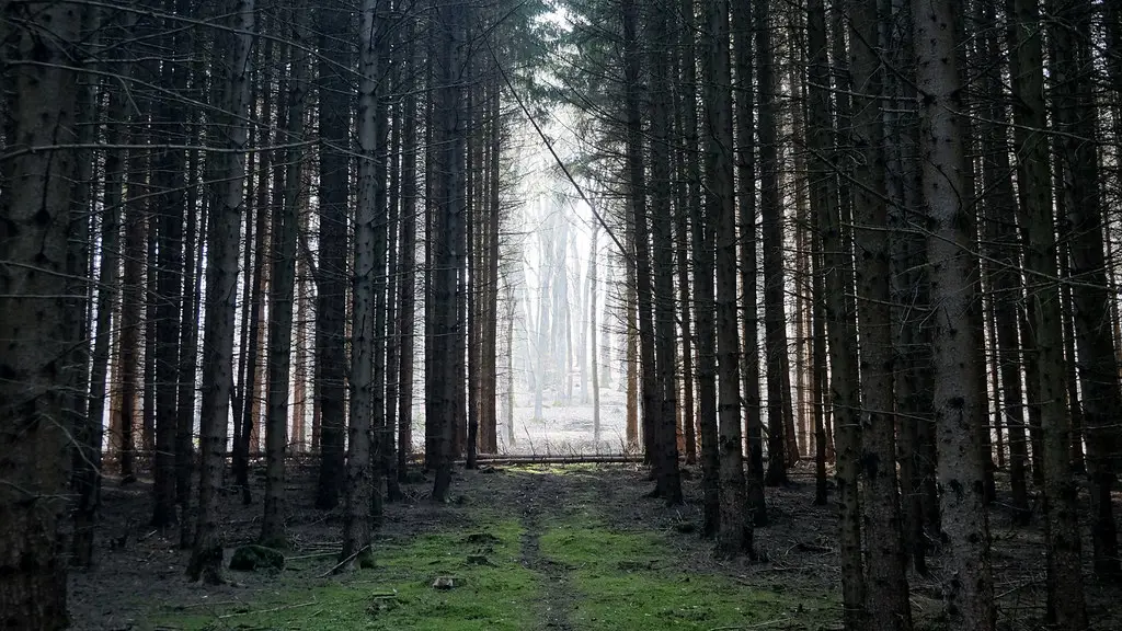 Gerbang kayu tua di tengah hutan yang tenang