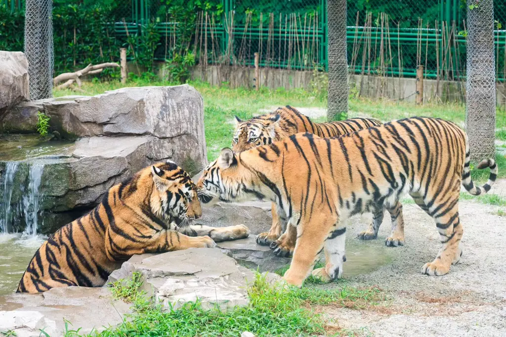 Gerbang masuk Shanghai Wild Animal Park