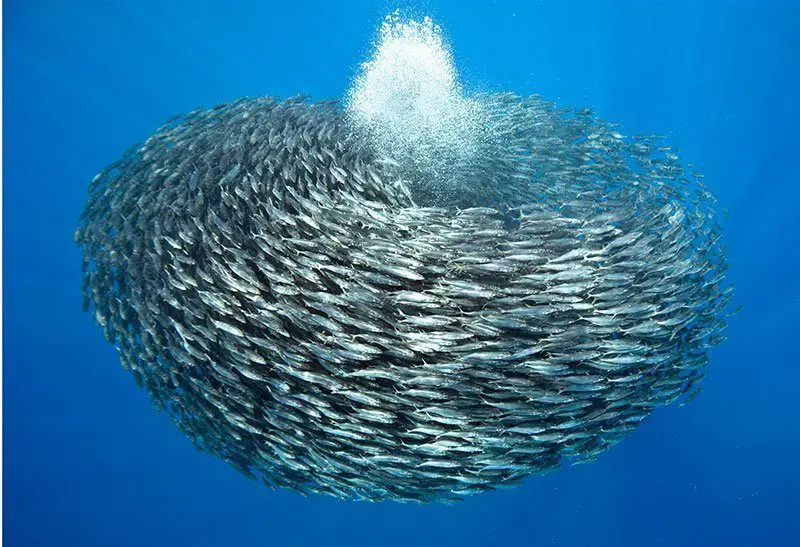 Sekumpulan ikan berenang di bawah laut.