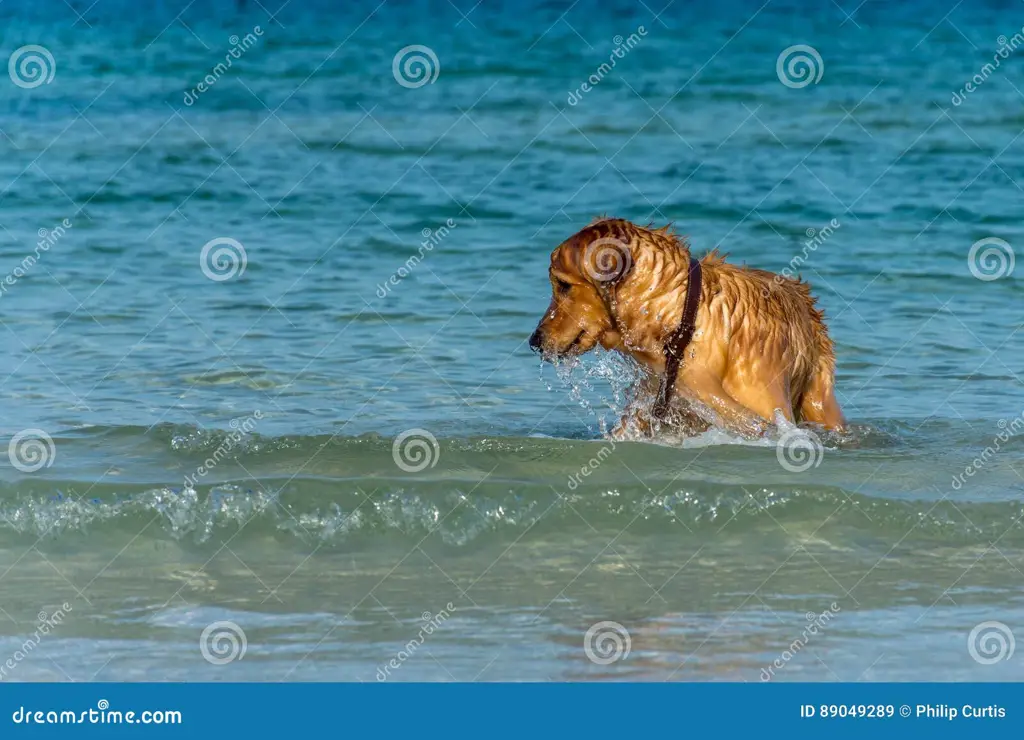 Seekor Golden Retriever sedang bermain lempar tangkap