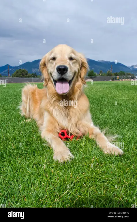 Golden Retriever yang bahagia