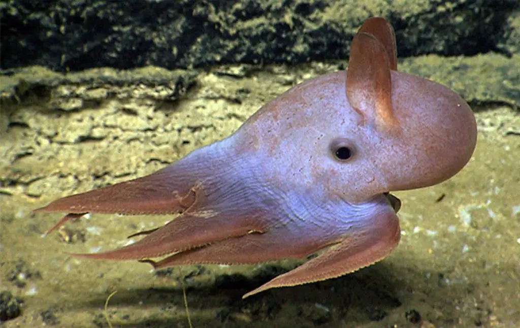 Gambar gurita Dumbo, hewan laut dalam yang unik