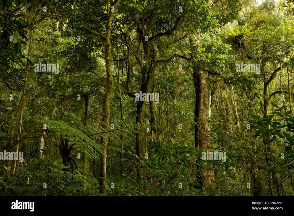 Habitat lintah di hutan hujan Papua