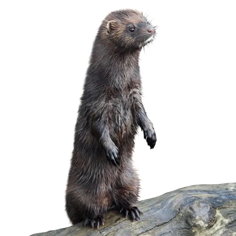 Musang mink di habitat aslinya