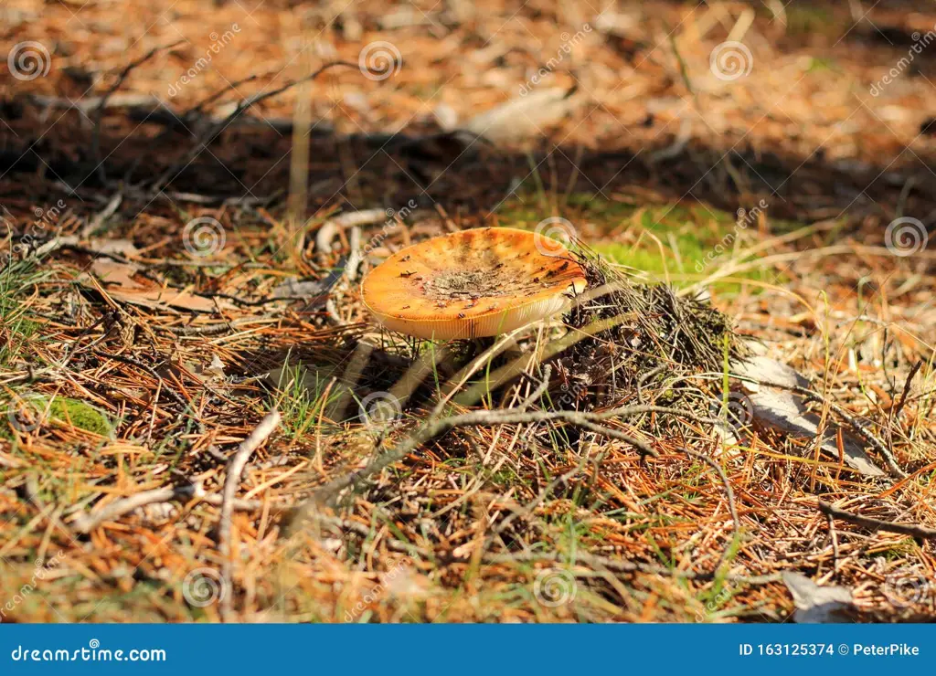 Gambar jamur Kamboja yang tumbuh di hutan