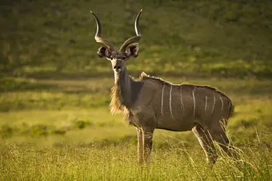 Habitat alami kudu di padang sabana Afrika.