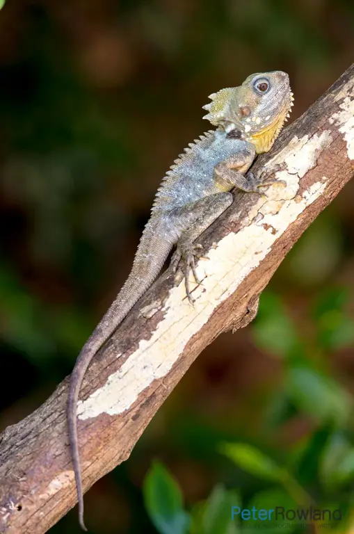 Seekor naga herbivora di hutan yang rimbun