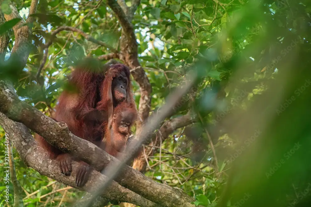 Orangutan di hutan hujan