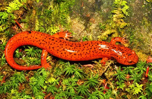 Salamander di habitat alaminya yang lembap dan berair