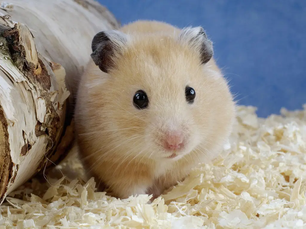 Hamster kecil yang sedang makan