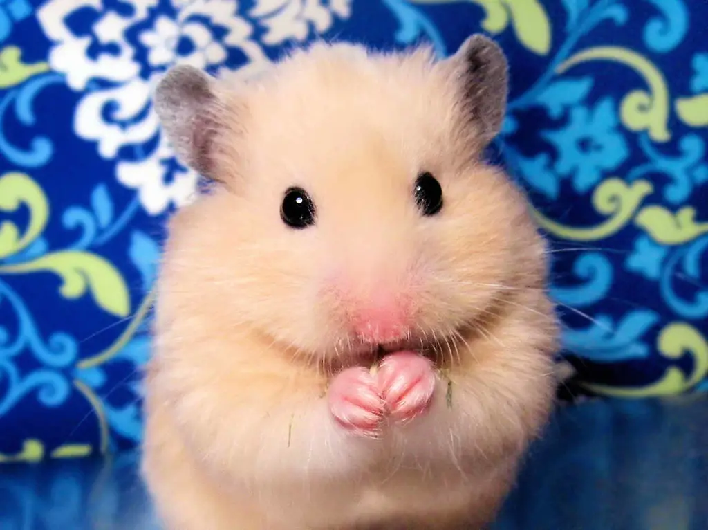 Gambar seekor hamster