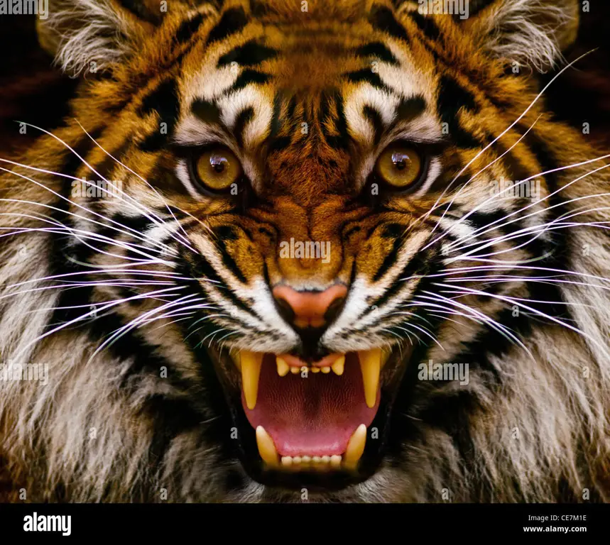 Gambar Harimau 3D