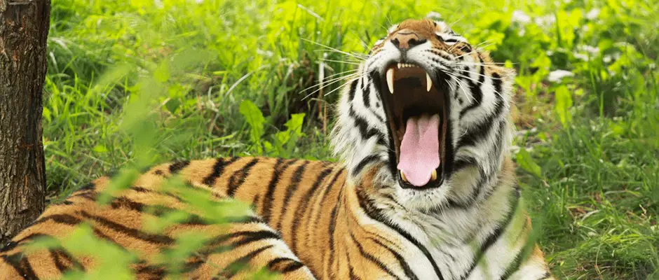 Gambar harimau