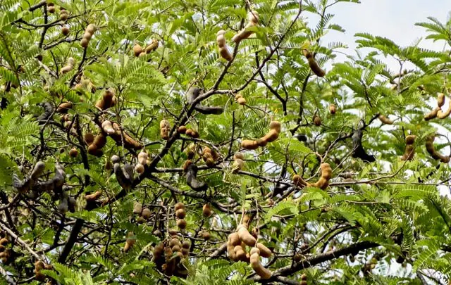 Pohon asem berbuah lebat