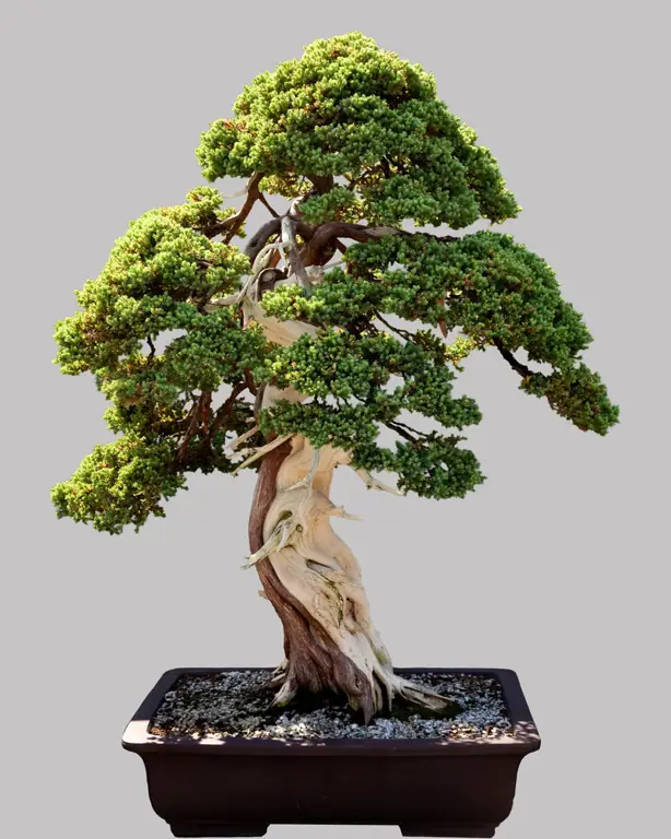 Bonsai Kamboja Jepang Berbunga Indah