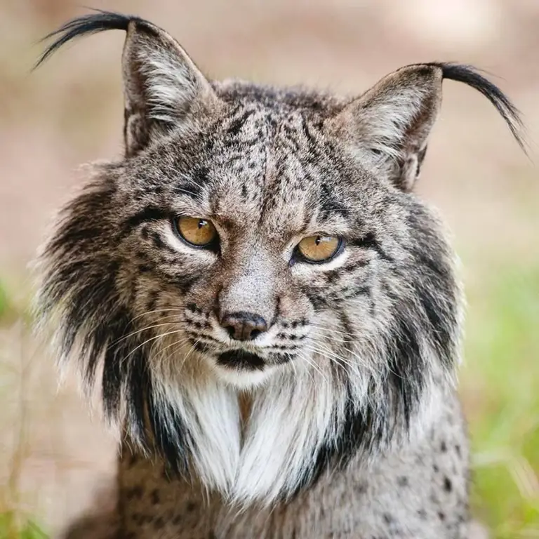 Lynx Iberia di habitat alaminya