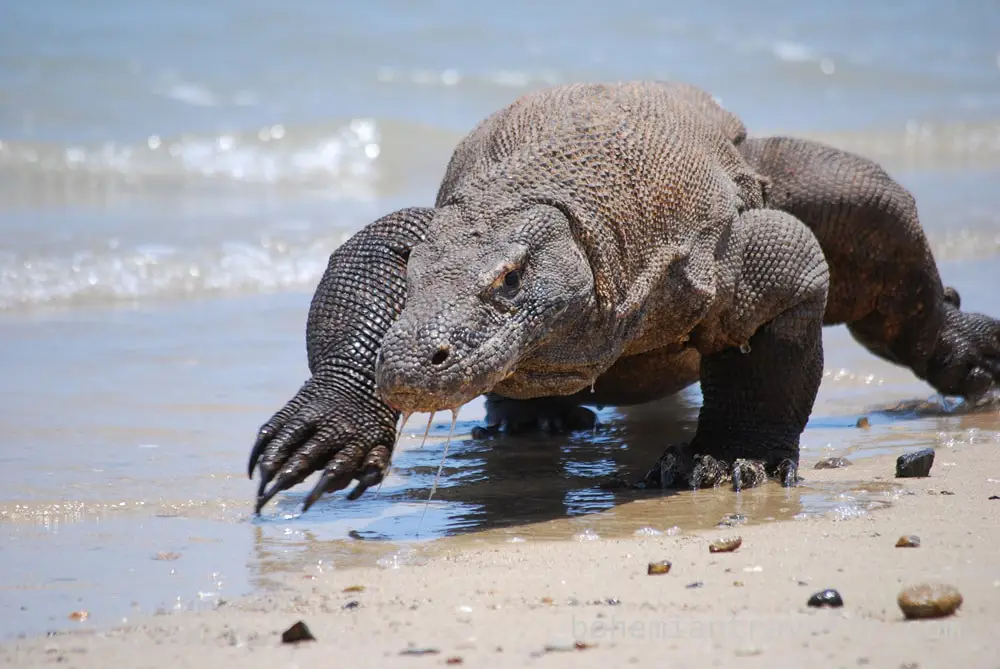 Komodo di habitat aslinya