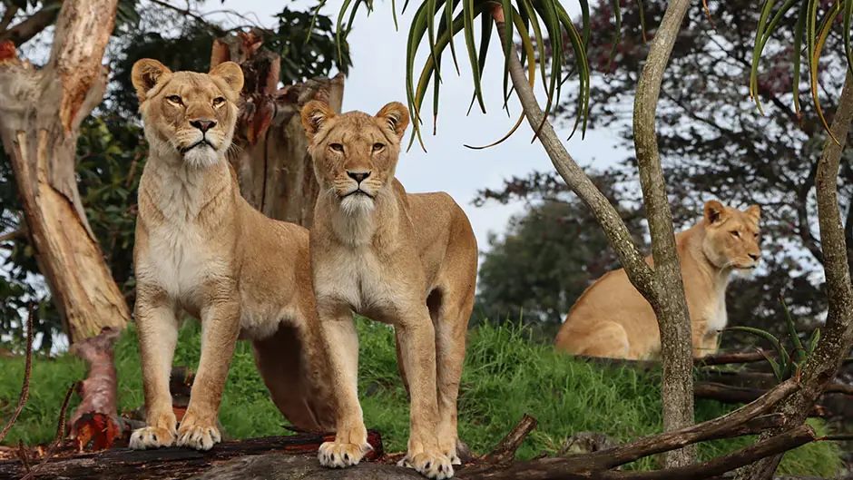 Berbagai hewan di Auckland Zoo