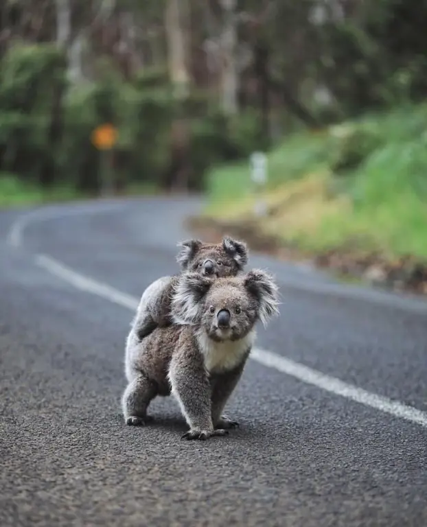 Gambar hewan-hewan lucu di jalan