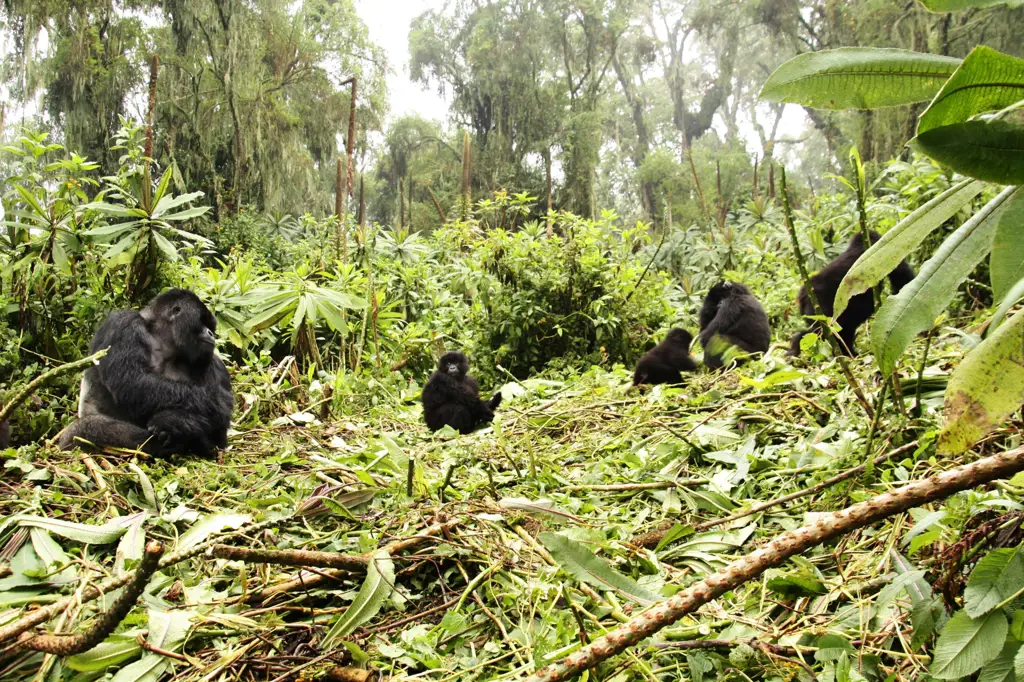 Gorila di hutan hujan