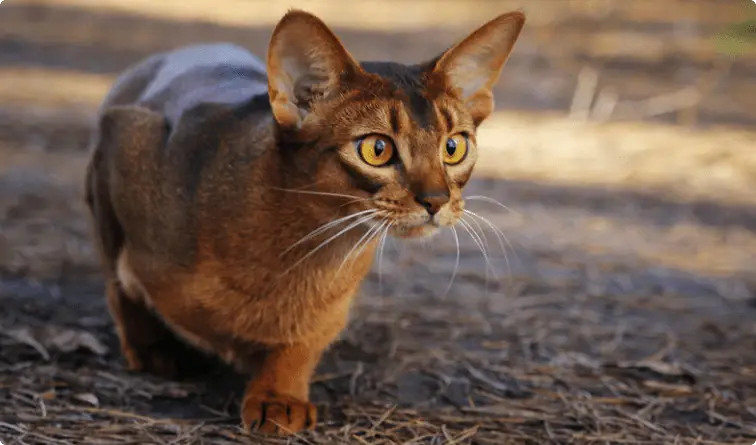 Anjing dan kucing sebagai hewan peliharaan yang setia