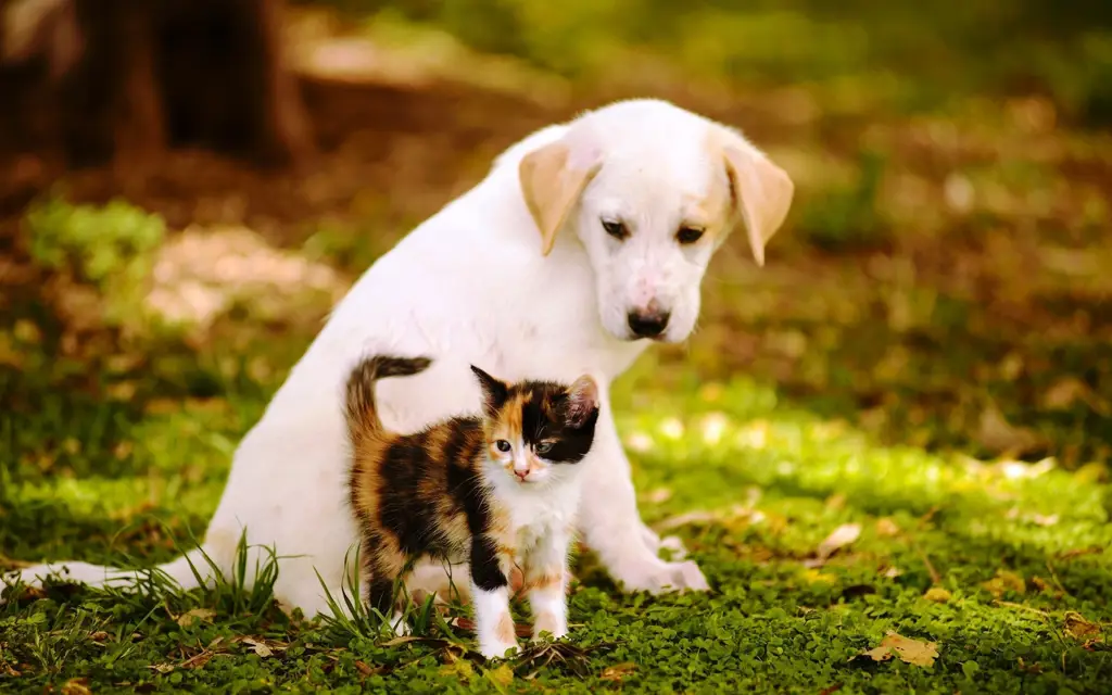 Anjing dan kucing yang tampak sehat dan bahagia