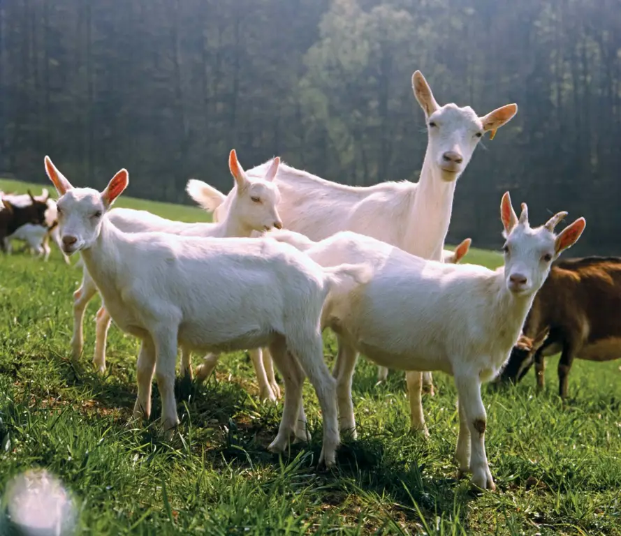 Berbagai jenis hewan ternak seperti sapi, kambing, domba, dan ayam