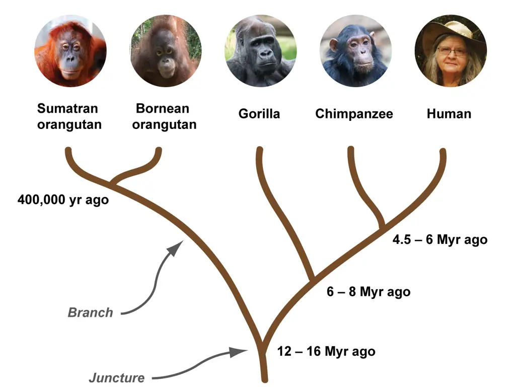 Monyet yang menunjukkan hierarki sosial