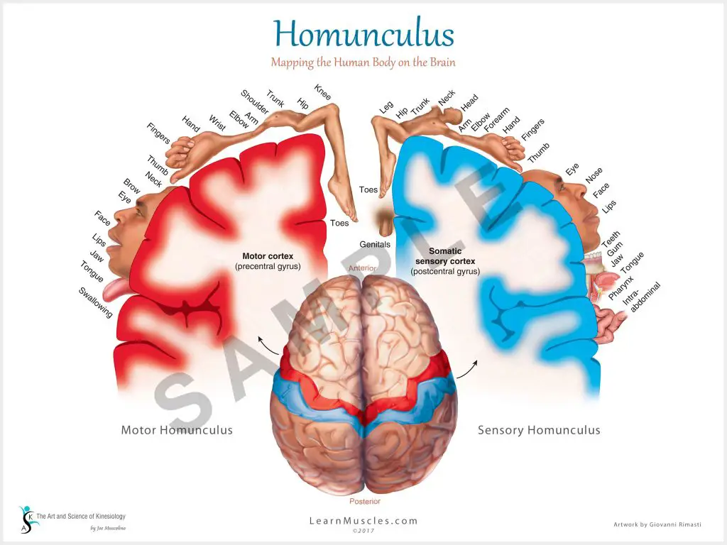 Gambar homunculus motorik yang menunjukkan kontrol gerakan di otak